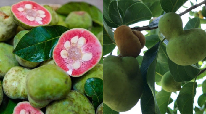 Uncommon Green-skinned Fruit with Red Flesh, Now Available for Sale at 300,000 VND/kg