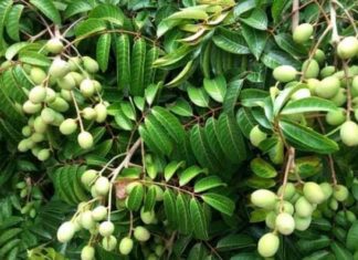 The ancient fruit that used to fall full of its roots is now hunted by city dwellers as a delicacy.