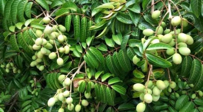 The ancient fruit that used to fall full of its roots is now hunted by city dwellers as a delicacy.