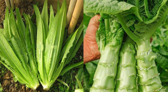 Bitter but Cleansing Vegetable: Detoxify, Protect Liver, and Improve Sleep