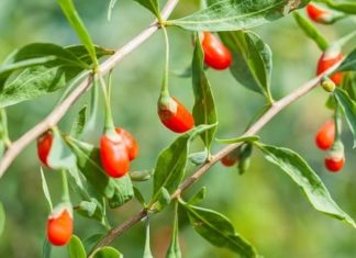 The vegetable that is often overlooked but is actually a ‘liver protector’ and stomach booster