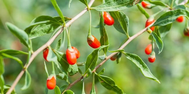 The vegetable that is often overlooked but is actually a ‘liver protector’ and stomach booster