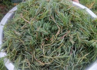 Wild herb priced at just a few thousands is considered the “heavenly gift”, comparable to specialty products.