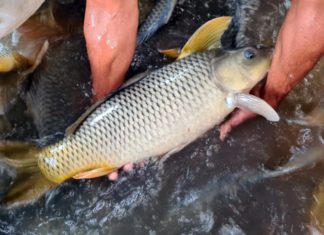 5 Types of Fish Compared to “Freshwater Ginseng” Seen at the Market: Don’t Miss Type 3, Extremely Affordable