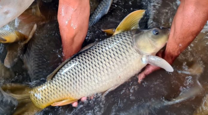 5 Types of Fish Compared to “Freshwater Ginseng” Seen at the Market: Don’t Miss Type 3, Extremely Affordable