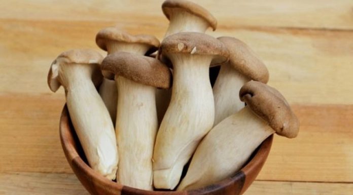 Mushroom Variety Known as “Sea Cucumber” Abundantly Sold in Market, High in Protein, Delicious when Stir-Fried