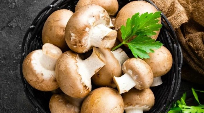 Type of mushroom with higher protein content than beef, selling for less than 30,000 VND/kg