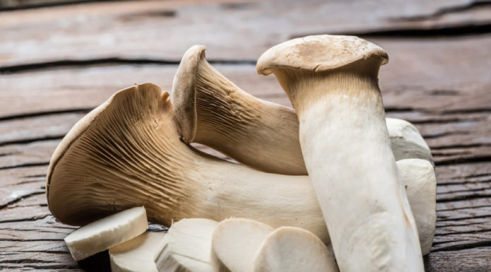 Chicken drumstick mushrooms: Don’t rush to stir-fry, coat them in batter for a delicious appetizer that rivals restaurants