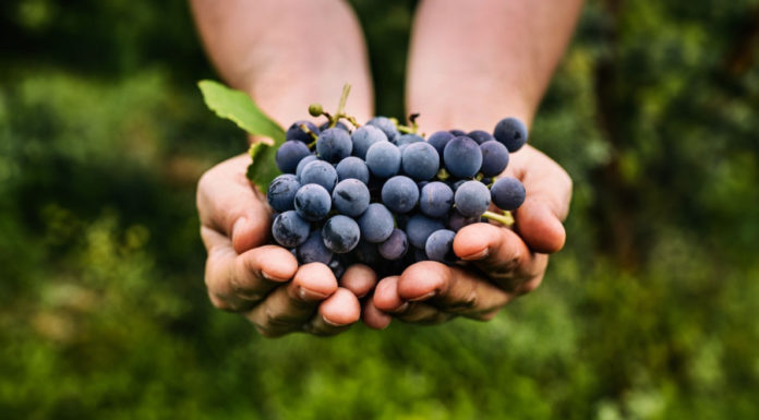 Remove the peels and seeds from grapes is wasteful because they contain more nutrients than the pulp, change how we consume grapes immediately