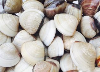 Get creative with your razor clam purchase! Don’t just steam or make soup, mix it up for a delicious family snack