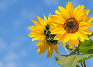 A person born in the 4th month of the Lunar calendar has a difficult youth but will have a prosperous future as they age.