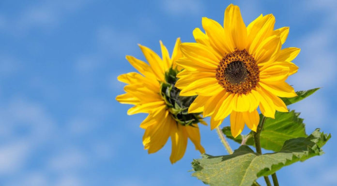 A person born in the 4th month of the Lunar calendar has a difficult youth but will have a prosperous future as they age.