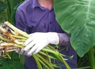 Ancient vegetable discarded for pigs to eat when hungry now becomes a sought-after delicacy by many women, cooking this dish is extremely delicious.