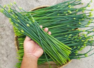 Super cheap type of vegetable packed in Vietnamese markets, grows like a weed but healthier than meat and better than medicine when planted in soil.