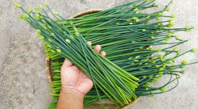 Super cheap type of vegetable packed in Vietnamese markets, grows like a weed but healthier than meat and better than medicine when planted in soil.