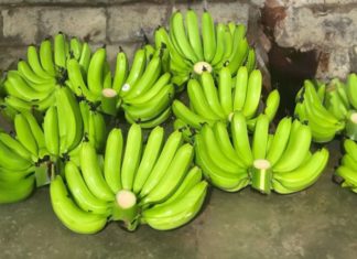 Why do people in the North choose to offer bananas and grapefruits for prosperity while people in the South abstain?