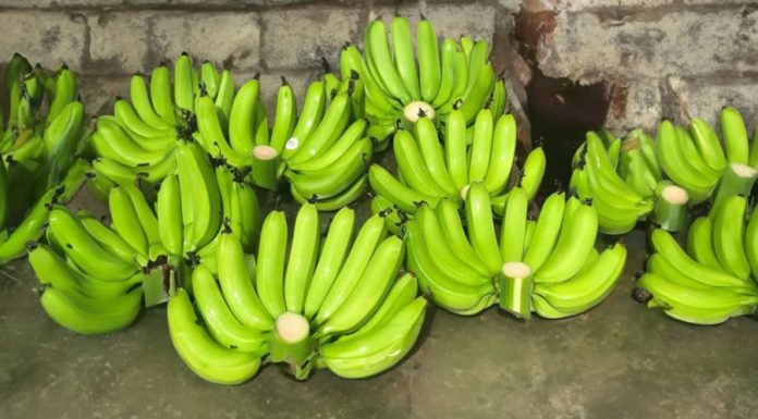 Why do people in the North choose to offer bananas and grapefruits for prosperity while people in the South abstain?