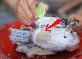 Dunk your duck in this water before plucking: Clean and smooth, no more fuzz, no wasted time.