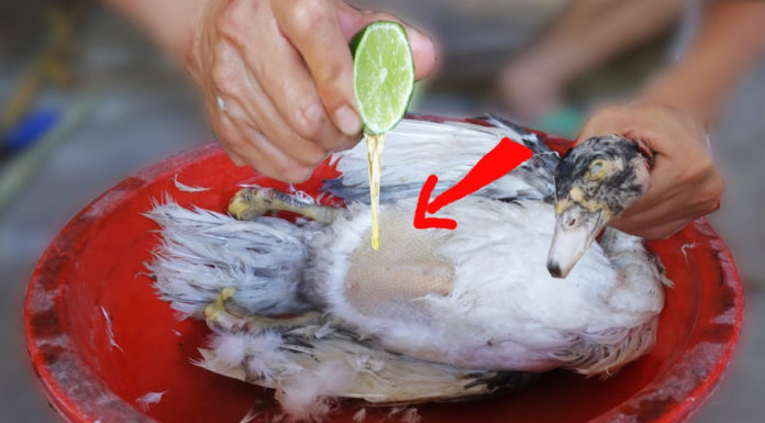 Dunk your duck in this water before plucking: Clean and smooth, no more fuzz, no wasted time.