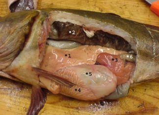 3 Parts of Fish That Contain the Most Toxins – Don’t Hold Back, Eat Fearlessly