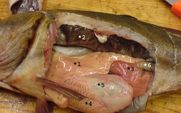 3 Parts of Fish That Contain the Most Toxins – Don’t Hold Back, Eat Fearlessly