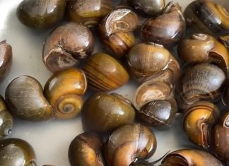Simple and Delicious Recipe for Boiled Snails – A Must-Try Method
