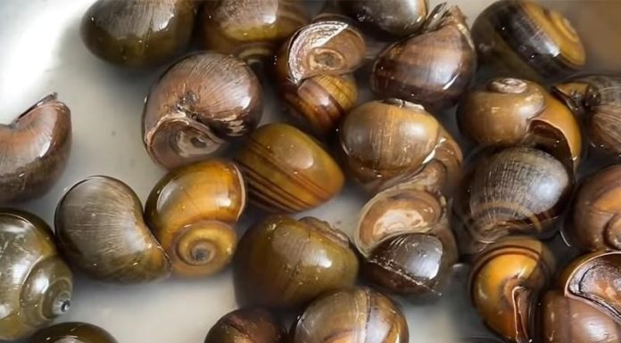 Simple and Delicious Recipe for Boiled Snails – A Must-Try Method