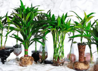 Three trees to plant for good luck, when the year is ending and money is lacking.