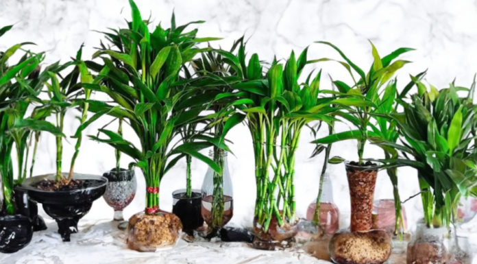 Three trees to plant for good luck, when the year is ending and money is lacking.