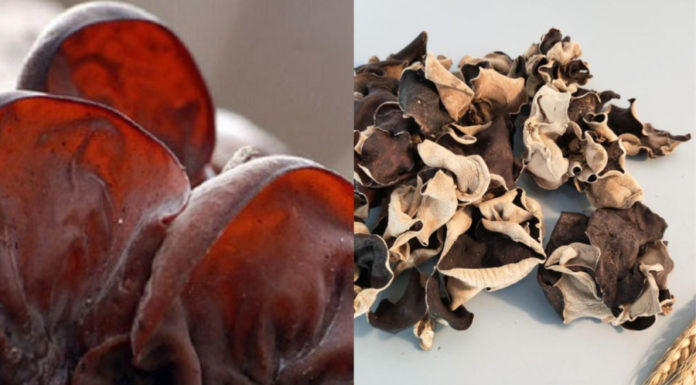 Why You Shouldn’t Eat Raw Mushrooms: Important Reminder for Home Cooks