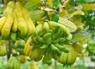 Ancestor’s advice: “3 auspicious trees, this prosperous garden, bring fortune and luck to your home this spring”