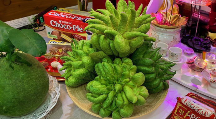 Should I plant a Money Tree in front of my house?