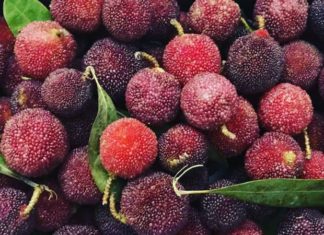 What is Than Mai fruit? Everyone loves the delicious dishes made from Than Mai fruit