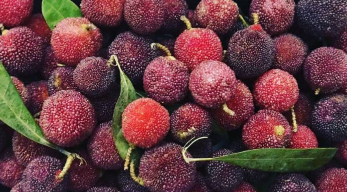 What is Than Mai fruit? Everyone loves the delicious dishes made from Than Mai fruit