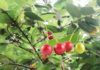 Sweet fruit with low glycemic index, high in vitamin K, often overlooked on roadside trees