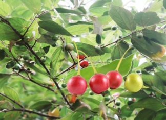 Sweet fruit with low glycemic index, high in vitamin K, often overlooked on roadside trees