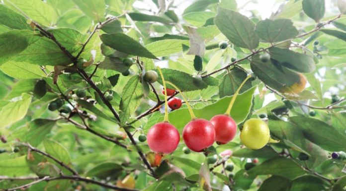 Sweet fruit with low glycemic index, high in vitamin K, often overlooked on roadside trees