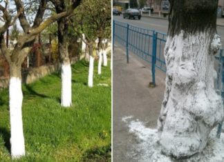 “The Benefits of Applying Lime to Trees”