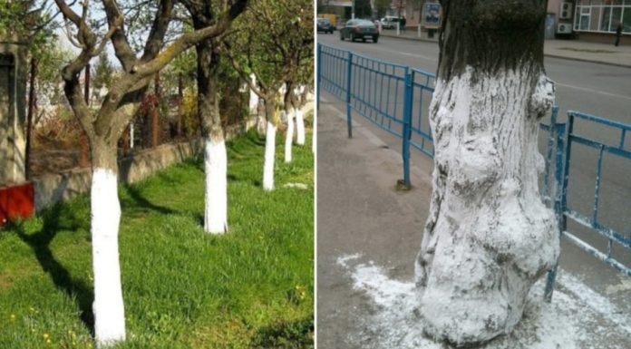 “The Benefits of Applying Lime to Trees”