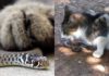 Why are snakes afraid of cats?