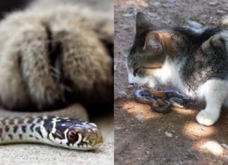 Why are snakes afraid of cats?