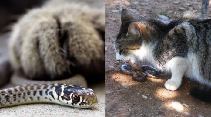Why are snakes afraid of cats?