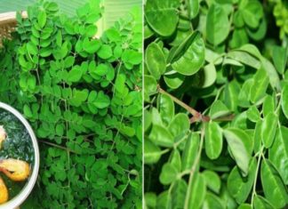 Leafy Greens: A Superfood with 4 Times More Calcium than Milk, Hidden Gem in Your Local Market