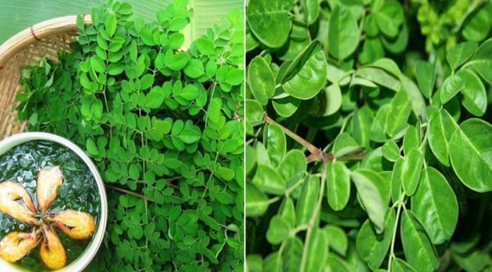 Leafy Greens: A Superfood with 4 Times More Calcium than Milk, Hidden Gem in Your Local Market