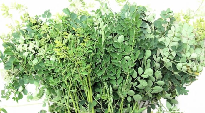 Winter Superfood: A Calcium-Rich Vegetable 17 Times More Nutritious Than Beef and Packed With More Vitamins Than Oranges