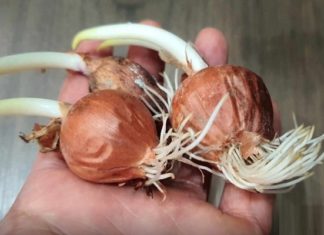 “5 Affordable Vegetables You Shouldn’t Buy, It’s a Waste of Money and Can Harm Your Health”