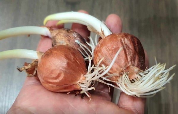 “5 Affordable Vegetables You Shouldn’t Buy, It’s a Waste of Money and Can Harm Your Health”