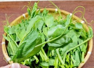 Dragon fruit cactus: Thrives in cold weather, promotes liver and kidney health.