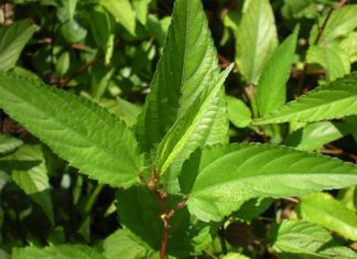 ‘Super Nutritious Farmer’s Vegetable: As Sticky as Ginseng and Bird’s Nest, but Often Overlooked’