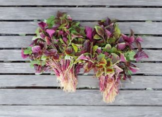 Super Affordable Organic Vegetables: No Chemicals, High Iron like Beef, Rich Calcium like Shrimp, Get Yours Now!